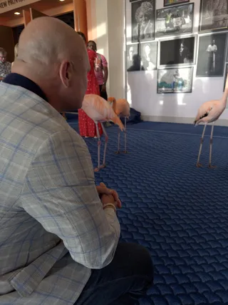 Shawn looks at flamingos in a gallery.