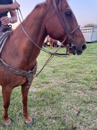 Shawn sits on a horse in an outdoor field.